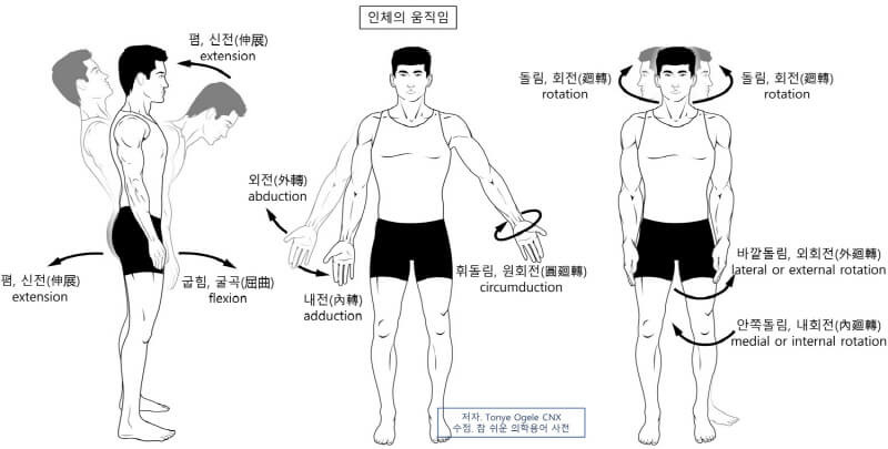 의학용어 flexion extension adduction abduction  rotation circumduction 뜻