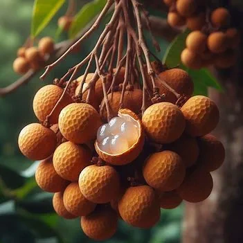 롱간(Longan): 영양 가득한 동남아시아 열대 과일의 매력