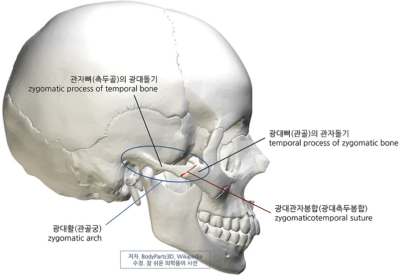 의학용어 Zygomatic Arch 광대활, 관골궁