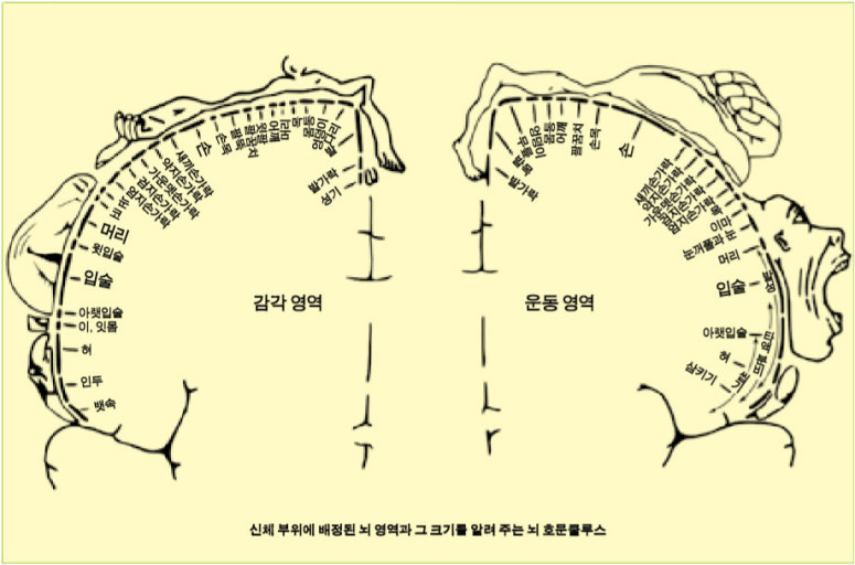운동과 균형을 잡아주는 소뇌