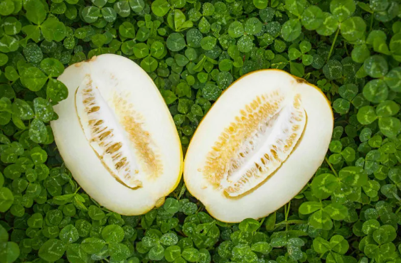 달달한데 촌스러워서 더 정겨운 맛?! 🍈 성주참외 솔직리뷰!