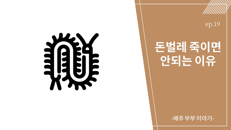 돈벌레가 나오는 이유와 죽이면 안되는 이유 :: 배추 좋아하는 부부 이야기