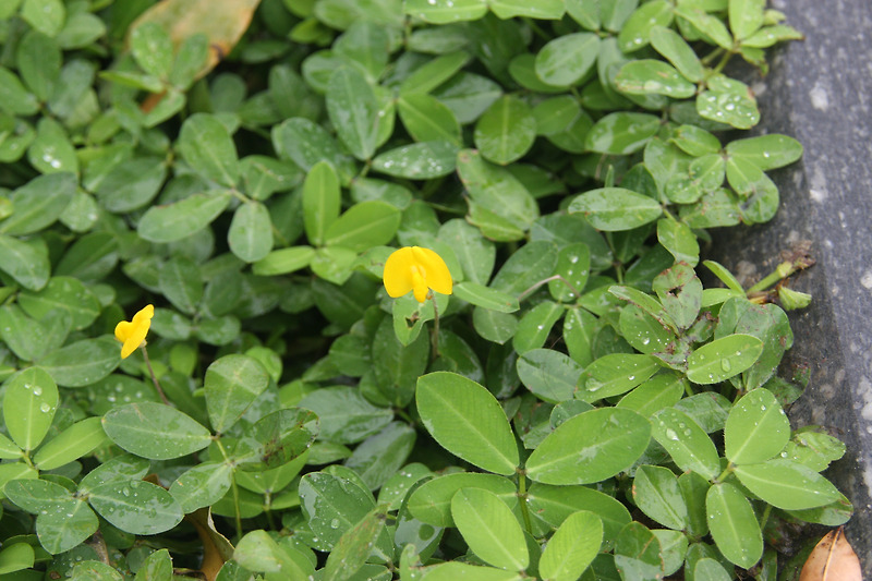 Arachis repens (20131201)