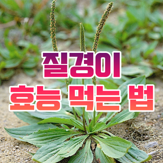 폐에 좋은 식품 질경이즙 효능 9