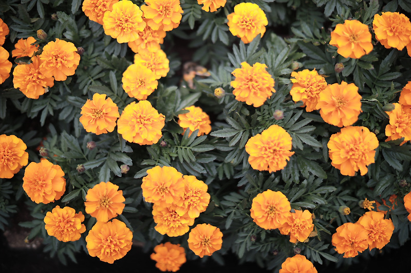 저작권 없는 꽃 사진 Flower