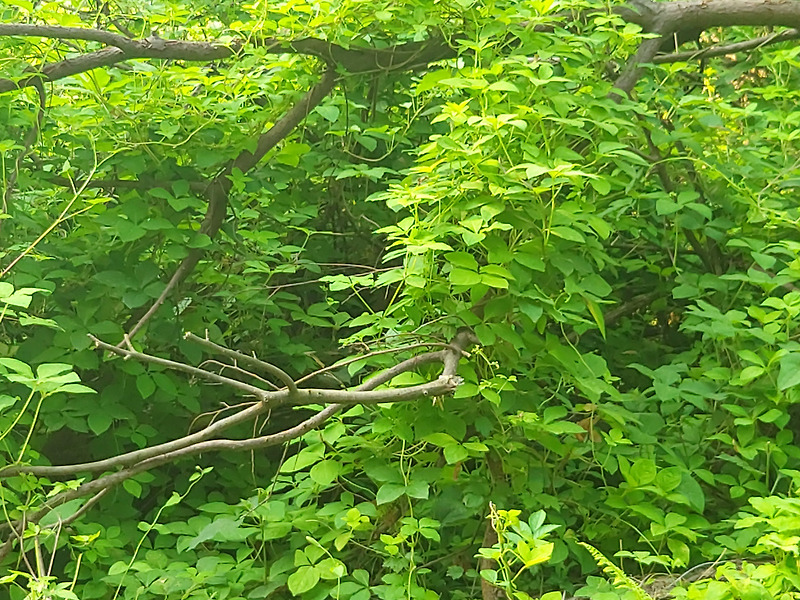 산더덕, 산더덕재배, 산더덕씨앗