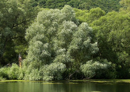 [성경의 식물] 버드나무(willow tree, poplar, weeping willow)