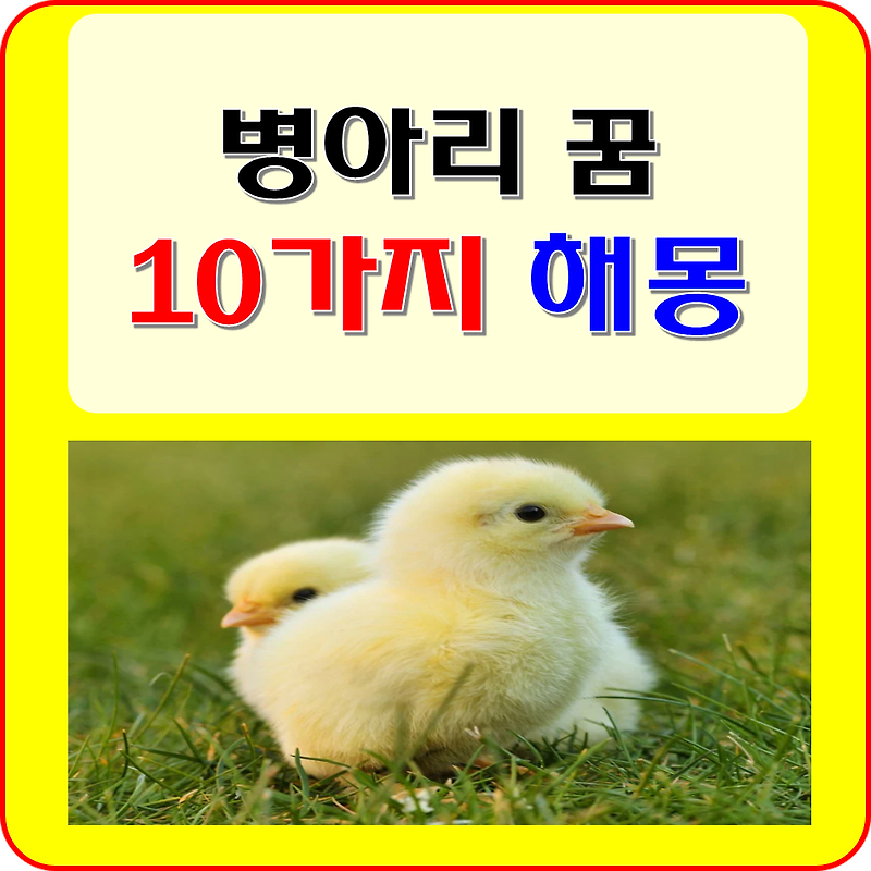 병아리 꿈 해몽 10가지 ( 태어나는, 죽는, 많은, 나오는, 돕는, 먹는, 나는 꿈 )