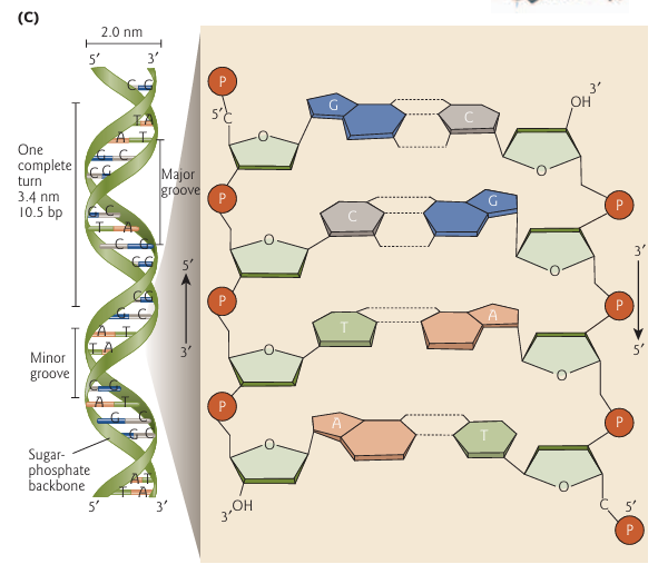 [분자생물학 독학일기] DAY 3-2 : Chapter 2 - The structure of DNA(2.6(2))