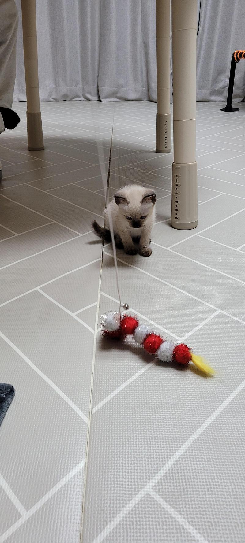 [CAT] 고양이 집사 취업성공