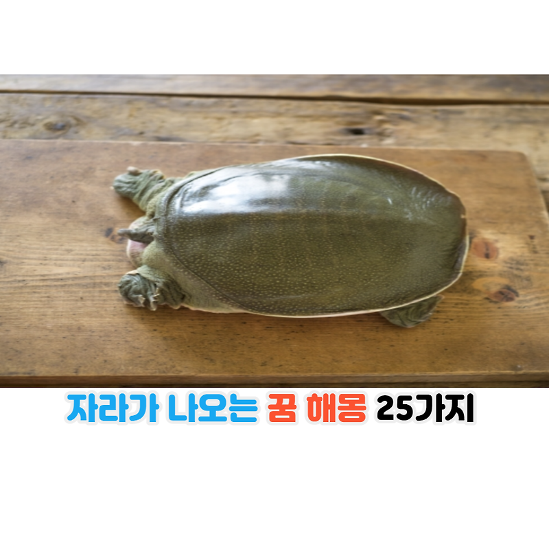 자라가 나오는 꿈 해몽 25가지