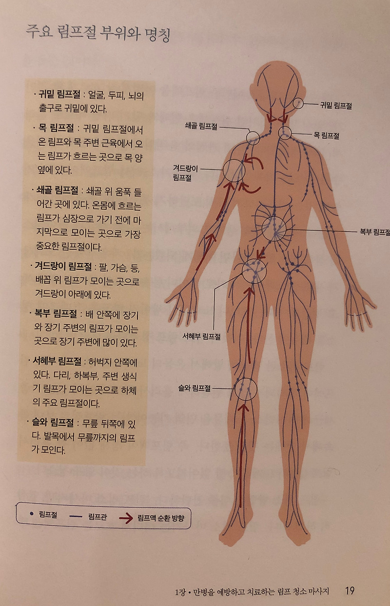 15분 기적의 림프마사지 [겨드랑이, 귀밑, 쇄골, 복부, 서해부] 4