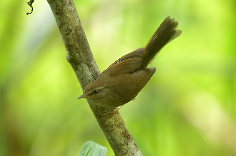 보르네오 섬의 새51 - sunda bush warbler