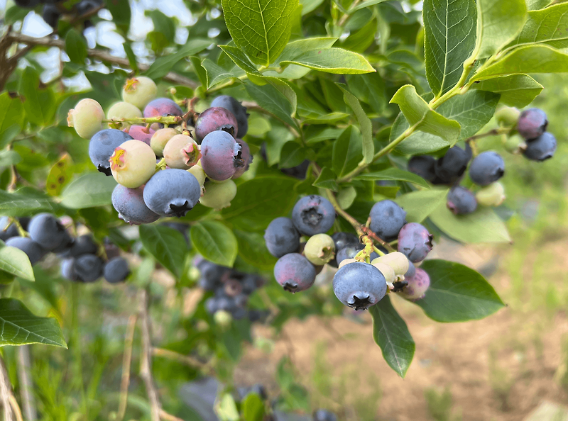 [메릴랜드] 추천 블루베리 농장 Butler's Orchard / 블루베리 농장에 가기 가장 좋은 시기는? 4