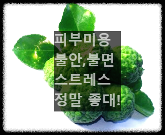 베르가못 효능 및 폴리페놀 함유가 미치는 영향