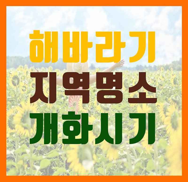 해바라기 꽃말, 개화시기, 지역별 해바라기 명소, 해바라기 축제 (2022)