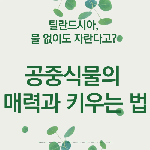 틸란드시아, 물 없이도 자란다고? 공중식물의 매력과 키우는 법