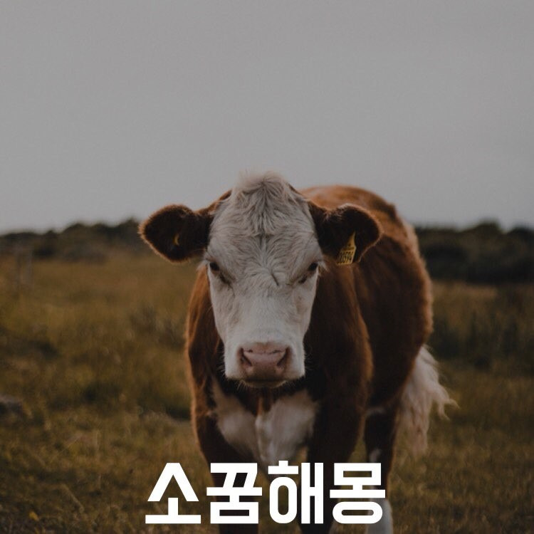 소 꿈, 송아지 꿈 해몽 총정리