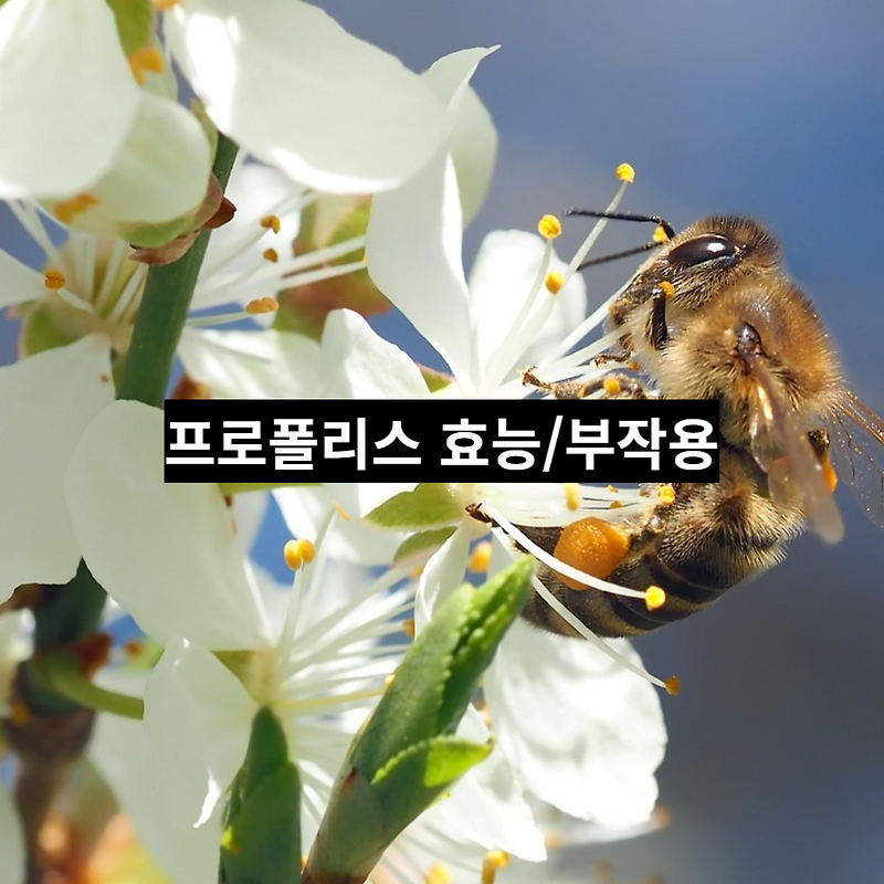 프로폴리스 효능, 부작용, 복용법
