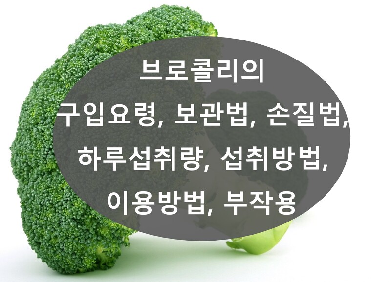 브로콜리(broccoli) 구입요령, 보관법, 손질법, 하루섭취량, 섭취방법, 이용방법, 부작용 정리