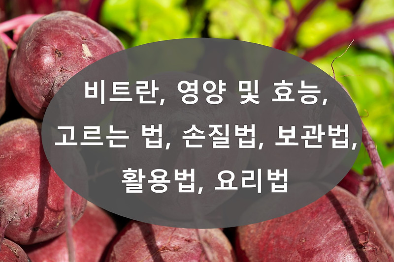 비트(Beet)란, 영양 및 효능, 고르는 법, 손질법, 보관법, 활용법, 요리법 정리