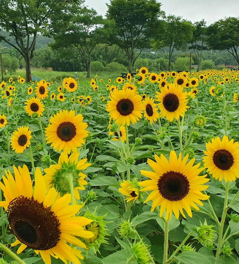 "내 속 마음을 알아차리는 비밀, 나만의 속삭임"