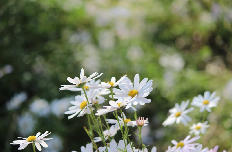 구절초(Chrysanthemum zawadskii var. latilobum KITAMURA.)