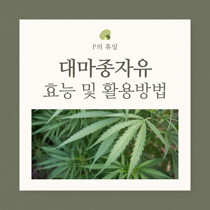 대마종자유 효과 및 활용방법에 대해서 알아보아요!
