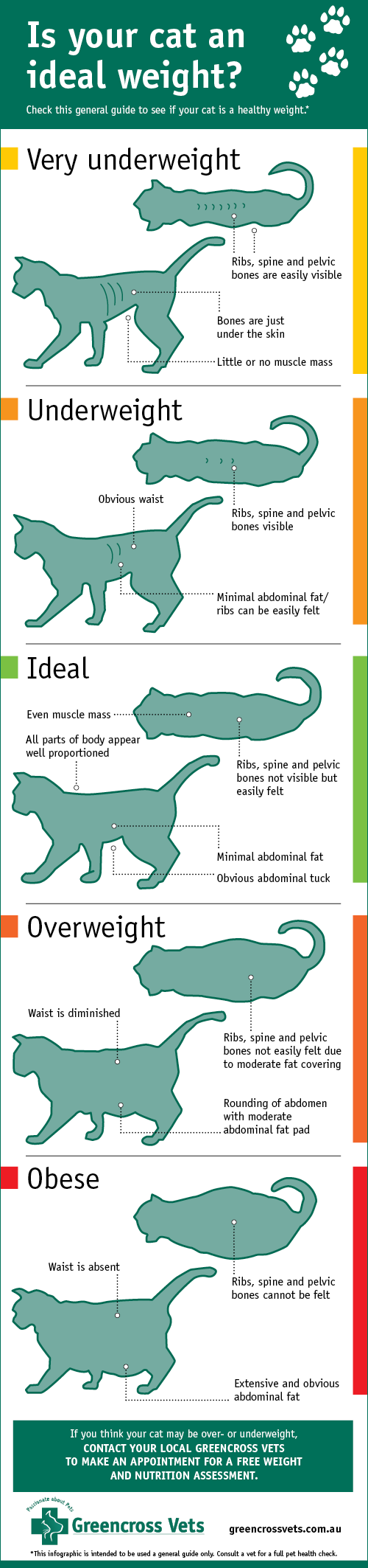 [고양이 칼로리 계산기] 비만도 측정 - 중성화 후 살 찌는 이유