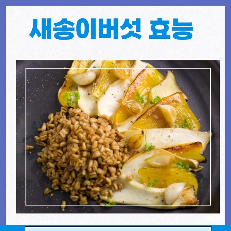 새송이버섯 효능 칼로리 부작용