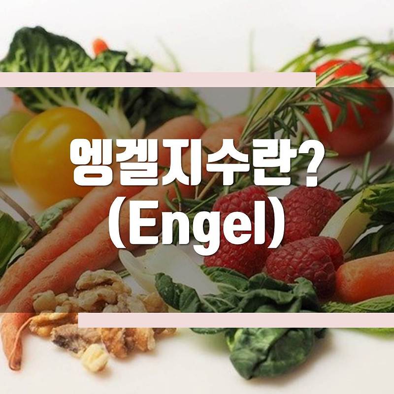 엥겔지수란? 엥겔계수의 의미, 유래 쉽게 알아보기