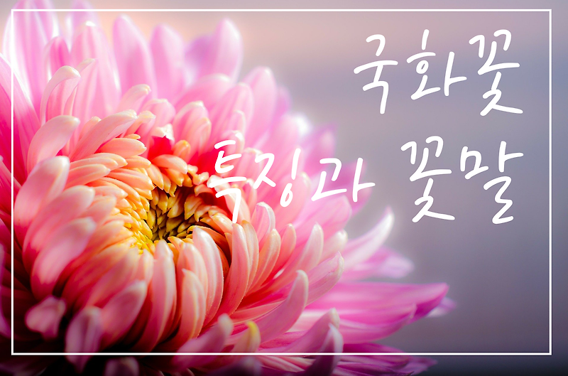 [꽃말]국화꽃 특징, 색깔별 꽃말