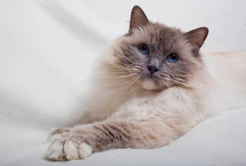 랙돌 고양이 특징 분양가 (렉돌? Ragdoll)
