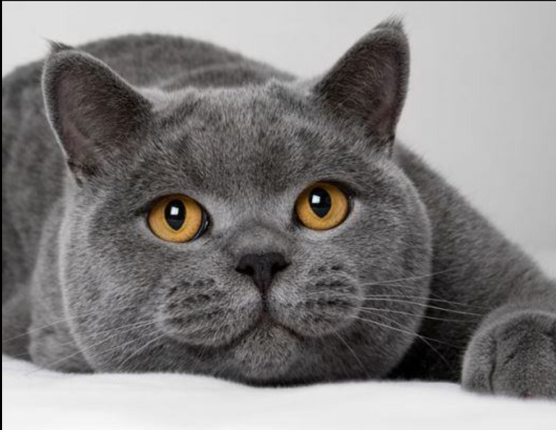 브리티쉬 숏헤어 고양이 특성, 성격, 기원, 색상 등 모든 것
