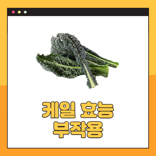 케일 효능 10가지 및 부작용 알아봐요