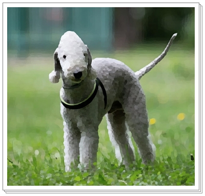 베들링턴테리어(Bedlington Terrier) 품종 및 분양가격은?