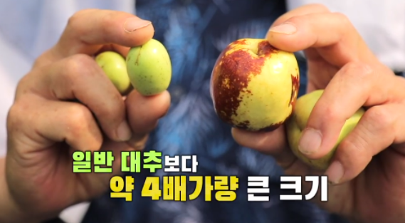 가을제철 과일 사과대추 효능 8가지와 부작용 - 척척박사 연구소
