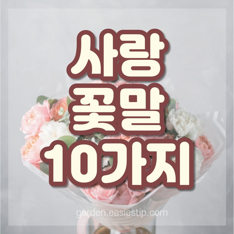 사랑 꽃말 10가지