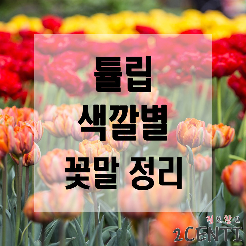 튤립 색깔별 꽃말 정리 (tulip) + 망고, 자몽 튤립