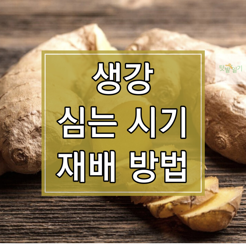 생강 심는 시기 및 재배방법 알아보기