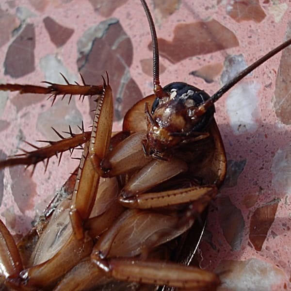 새끼 바퀴벌레 나오면 발견 즉시 퇴치 예방법 : 싱포골드 투표하기