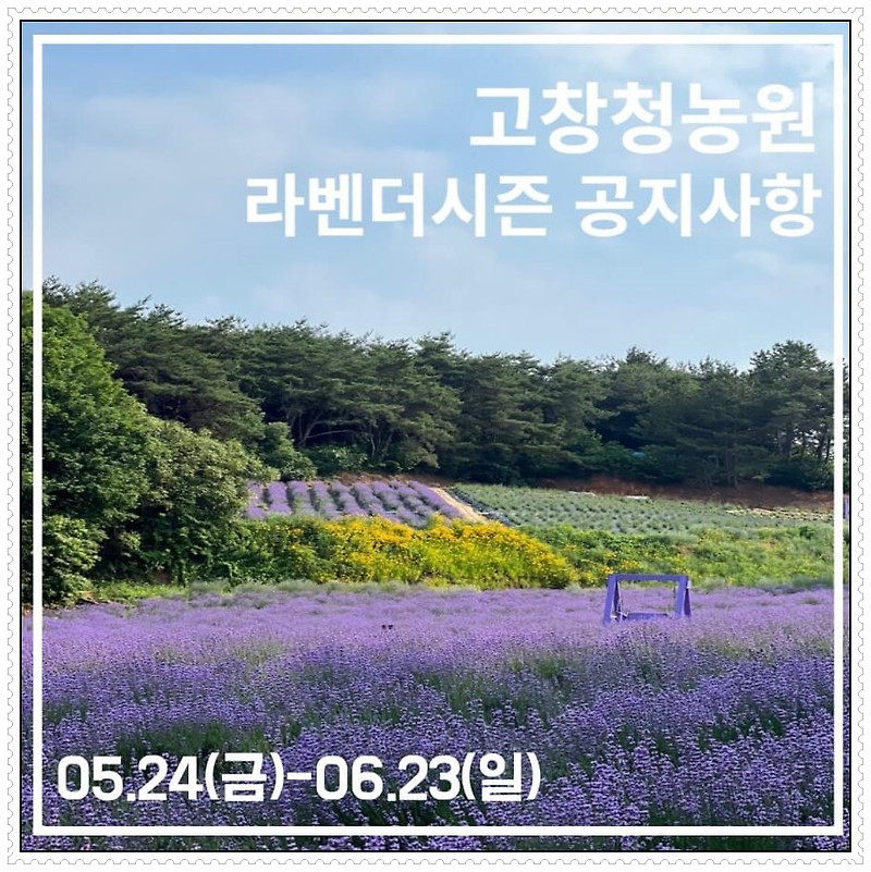 [전북 고창] 고창청농원 라벤더시즌의 모든 것(기본정보, 개요, 가는 길, 주차, 인근 맛집)