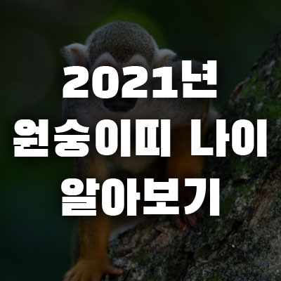 2021년 원숭이띠 나이 몇 살일까?