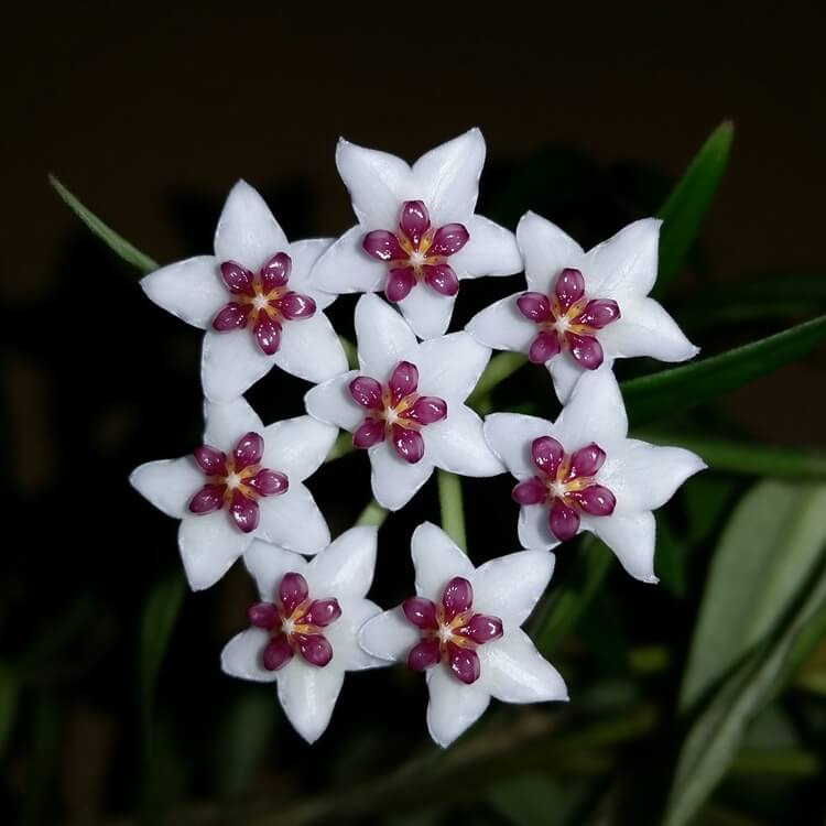 호야꽃 꽃말과 물주기 (Hoya flower language)