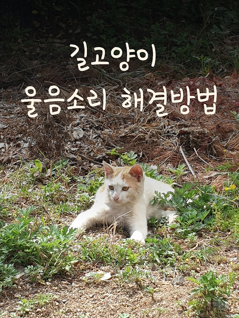 길고양이 발정과 아기 울음소리 해결방법