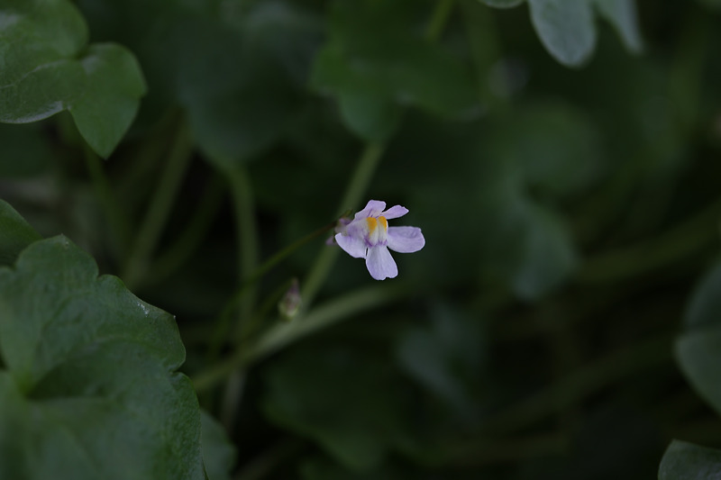 덩굴해란초 Cymbalaria muralis :: 시사랑꽃사랑