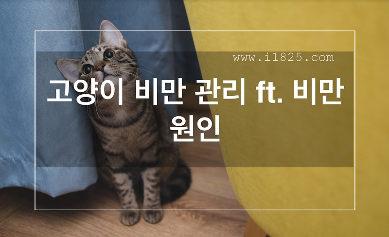  고양이 비만 관리 ft. 비만원인 Motiv 