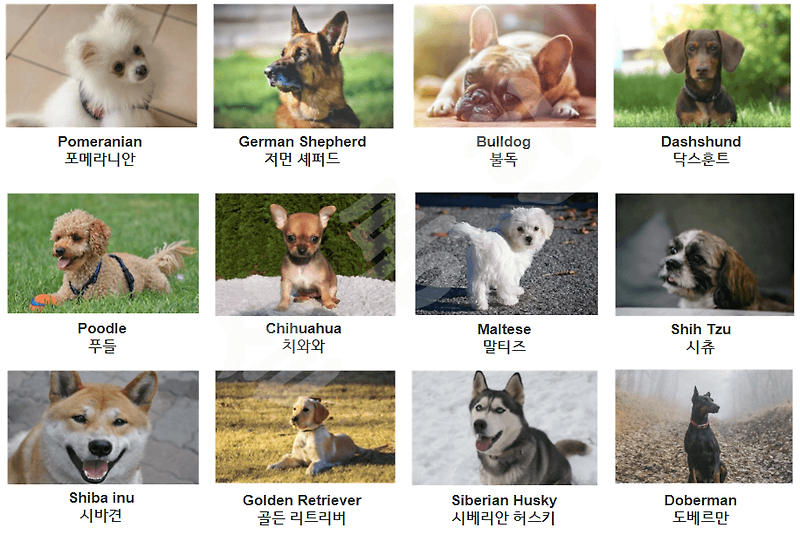 강아지, 개 종류 영어로 32가지 사진 모음 PDF