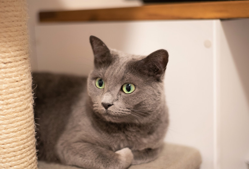러시안 블루 고양이 (Russian Blue)