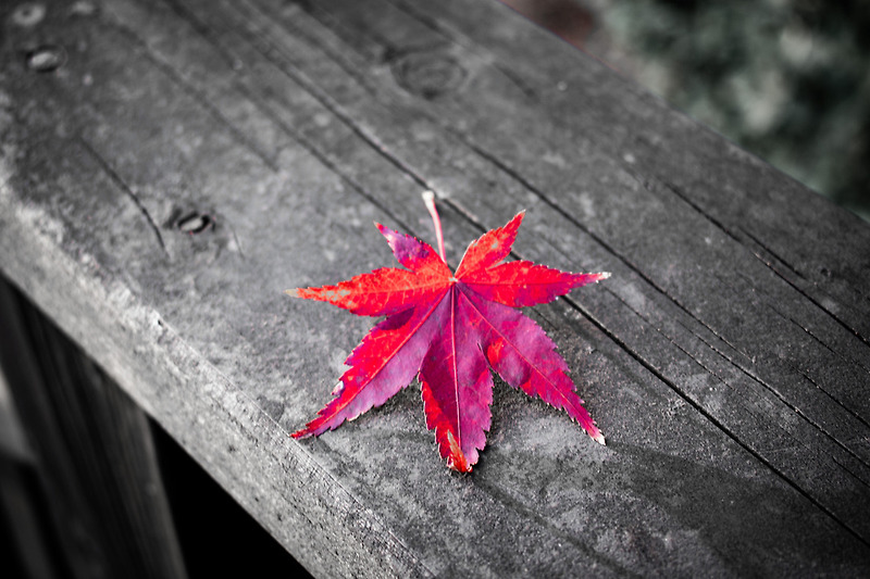 Memories of Yeonhui in autumn